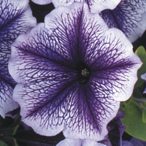 Petunia Frenzy Blue Veins Colourful Flowering Plants for Sale - 6 Pack