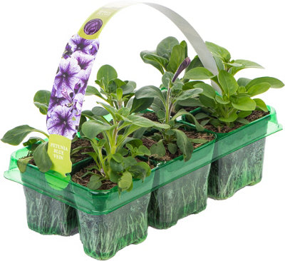 Petunia Frenzy Blue Veins Colourful Flowering Plants for Sale - 6 Pack