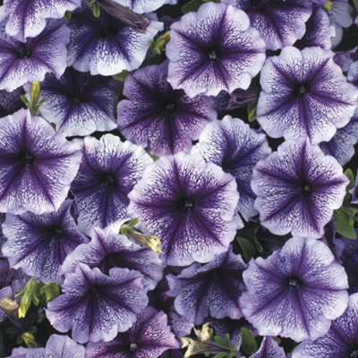 Petunia Frenzy Blue Veins Colourful Flowering Plants for Sale - 6 Pack - 3