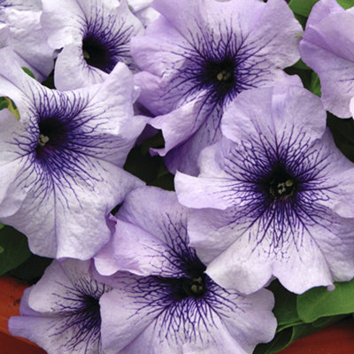 Petunia Frenzy Blue Veins Colourful Flowering Plants for Sale - 6 Pack - 4