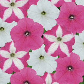 Petunia Frenzy Candyfloss Mixed Colourful Flowering Bedding Plants 6 Pack