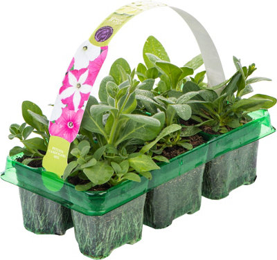 Petunia Frenzy Candyfloss Mixed Colourful Flowering Bedding Plants 6 Pack