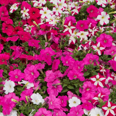 Petunia Frenzy Candyfloss Mixed Colourful Flowering Bedding Plants 6 Pack - 3