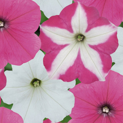 Petunia Frenzy Candyfloss Mixed Colourful Flowering Bedding Plants 6 Pack - 4