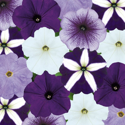 Petunia Frenzy Grand Rapids Mixed Colourful Flowering Bedding Plants 6 Pack