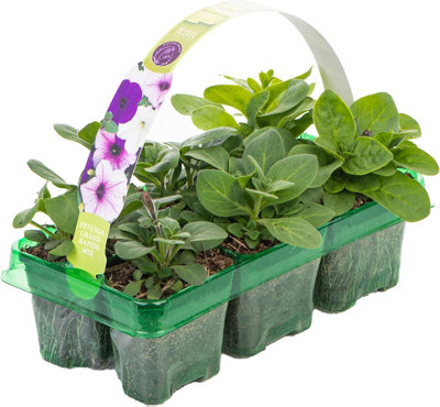 Petunia Frenzy Grand Rapids Mixed Colourful Flowering Bedding Plants 6 Pack