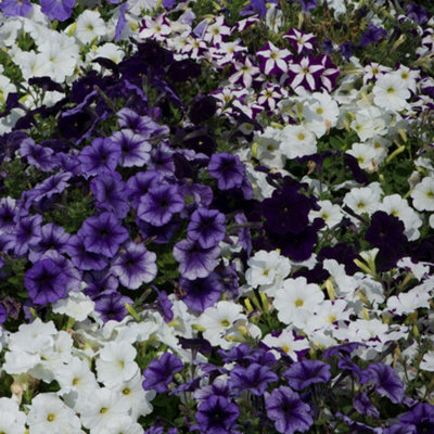 Petunia Frenzy Grand Rapids Mixed Colourful Flowering Bedding Plants 6 Pack - 3