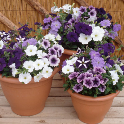 Petunia Frenzy Grand Rapids Mixed Colourful Flowering Bedding Plants 6 Pack - 4
