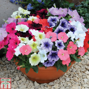 Petunia Frenzy Mixed F1 24 Plug Plants - - Summer Garden Colour, Ideal for Hanging Baskets