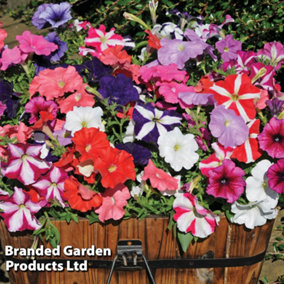 Petunia Frenzy Mixed F1 - 6 Plug Plants - Summer Bedding, Ideal for Hanging Baskets