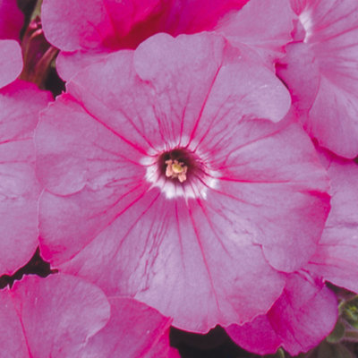 Petunia Frenzy Pink Colourful Flowering Bedding Plants for Sale - 6 Pack
