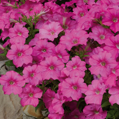 Petunia Frenzy Pink Colourful Flowering Bedding Plants for Sale - 6 Pack
