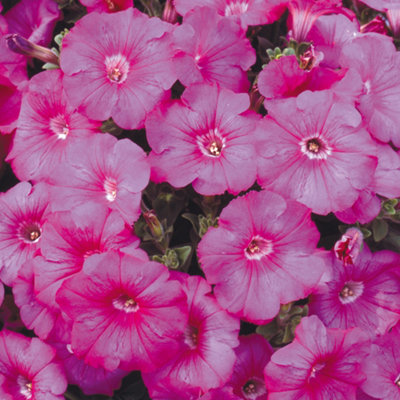 Petunia Frenzy Pink Colourful Flowering Bedding Plants for Sale - 6 Pack - 3