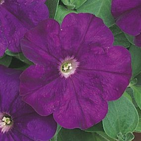 Petunia Frenzy Purple Colourful Flowering Bedding Plants for Sale - 6 Pack