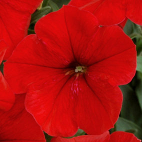 Petunia Frenzy Red Colourful Flowering Bedding Plants for Sale - 6 Pack