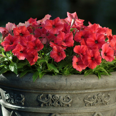 Petunia Frenzy Red Colourful Flowering Bedding Plants for Sale - 6 Pack - 3
