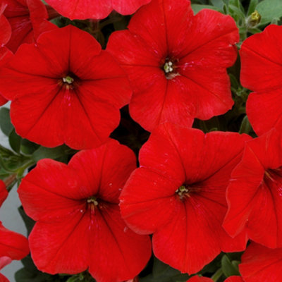 Petunia Frenzy Red Colourful Flowering Bedding Plants for Sale - 6 Pack - 4