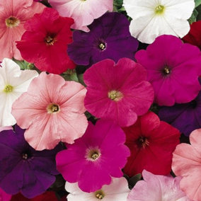 Petunia Frenzy Select Mixed Colourful Flowering Garden Ready Plants 6 Pack
