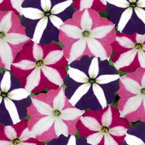Petunia Frenzy Star Mixed Colourful Flowering Bedding Garden Plants 6 Pack
