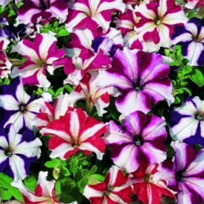 Petunia Frenzy Star Mixed Colourful Flowering Bedding Garden Plants 6 Pack