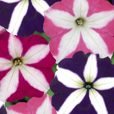 Petunia Frenzy Star Mixed Colourful Flowering Bedding Garden Plants 6 Pack - 3