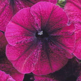 Petunia Frenzy Velvet Colourful Flowering Garden Plants for Sale - 6 Pack
