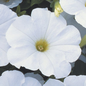 Petunia Frenzy White Colourful Flowering Bedding Plants for Sale - 6 Pack