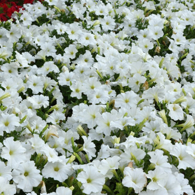 Petunia Frenzy White Colourful Flowering Bedding Plants for Sale - 6 Pack