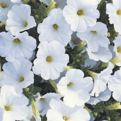Petunia Frenzy White Colourful Flowering Bedding Plants for Sale - 6 Pack - 3