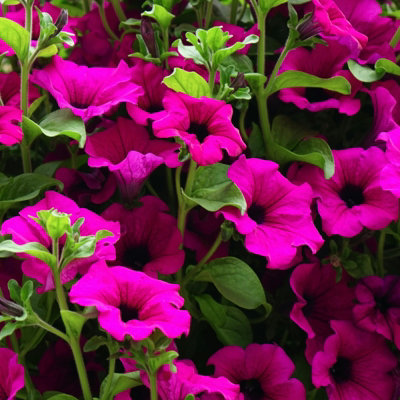 petunia-giant-purple-bedding-plants-2-x-6-pack-outdoor-garden-flowers