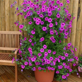 Petunia hybrida Purple Tower F1 hybrid 1 Packet (25 Seeds + 25% Extra Free)