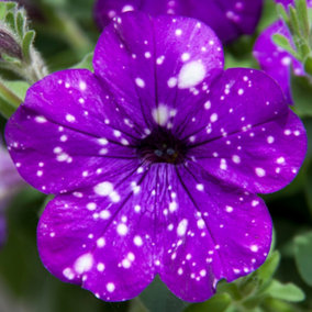 Petunia Night Sky Set of 12 Plug Plants