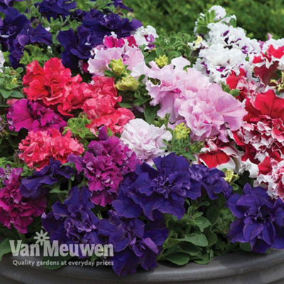 Petunia Orchid Flowered Mixed 12 Plug Plants