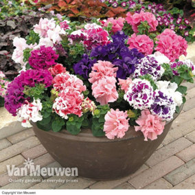 Petunia Orchid Flowered Mixed 18 Plug Plants