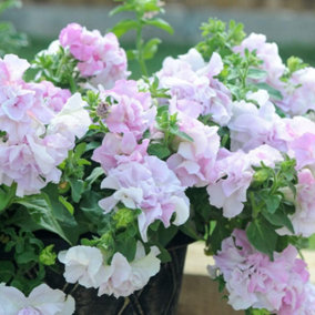 Petunia Pink Orchid Mist 1 Packet (20 Seeds)