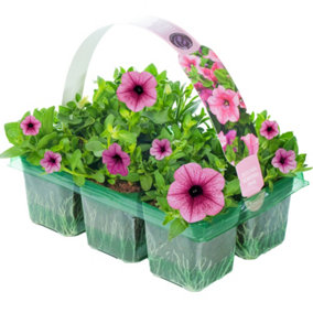 Petunia Surfinia Pink Basket Plants: Vibrant Cascade, Soft Allure, 6 Pack Elegance (Ideal for Baskets)
