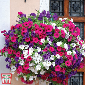 Petunia Surfinia Preplanted Hanging Basket/Potted Plant 14Inch (35cm)