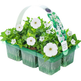 Petunia Surfinia White Basket Plants: Pure Elegance, Vibrant White Blooms, 6 Pack Serenity (Ideal for Baskets)
