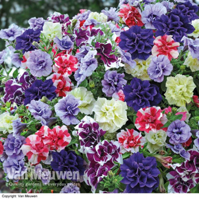 Petunia Tumbelina (Frills & Spills) Collection 10 Plug Plants - Summer Garden Colour, Ideal for Hanging Baskets