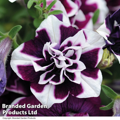 Petunia Tumbelina Frills & Spills Damson Ripple Plug Plant x 5 ...