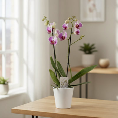 Phal Mixed 2 Stem Ceramic Wit Pot size 12 Cm Height 55 Moth Orchid 2 ...