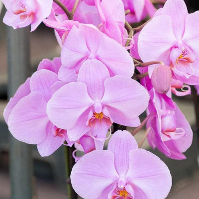 Phalaenopsis Multiflora Orchid (Pink) 2 Stem in 12cm Pot - Indoor ...
