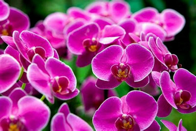 Phalaenopsis Multiflora Orchid (Purple) 2 Stem in 12cm Pot - Indoor Plant