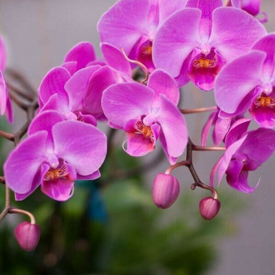 Phalaenopsis Multiflora Orchid (Purple) 2 Stem in 12cm Pot - Indoor Plant - 3