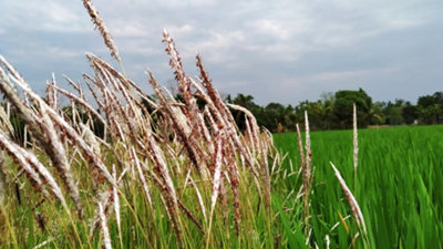 Phalaris arundinacea 'Reed Canary Grass' - 1Ltr Potted - Marginal ...