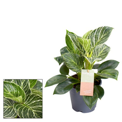 indigo plant True Indigo (Indigofera tinctoria) main image 1