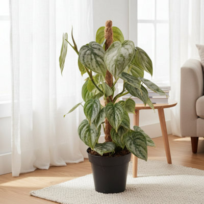 Phil Brandtianum Pot size 12 Cm Height 40 Brandts philodendron Indoor ...