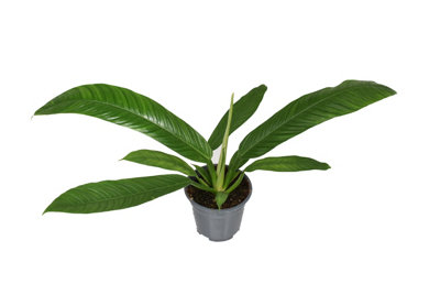 Phil Campiii, 14cm Pot Size, 35cm Tall, Philodendron Campii,Indoor ...