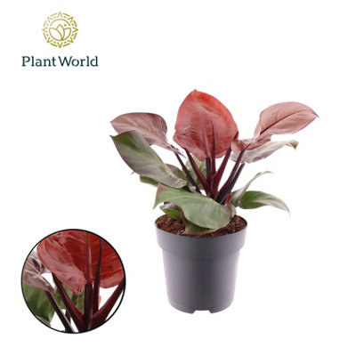 swiss cheese plant in water Monstera adansonii (Swiss Cheese Plant)  Planted