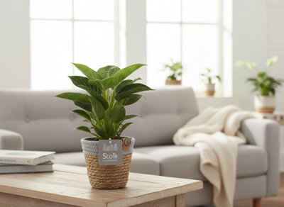 Phil e Wave Basket Pot size 13 Cm Height 30 philodendron Indoor Houseplant